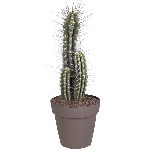 <h4>STETSONIA CORYNE - POT Ø 25 (CACTUS)</h4>