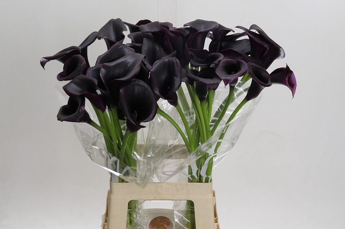 <h4>Zantedeschia 'Cantor'</h4>