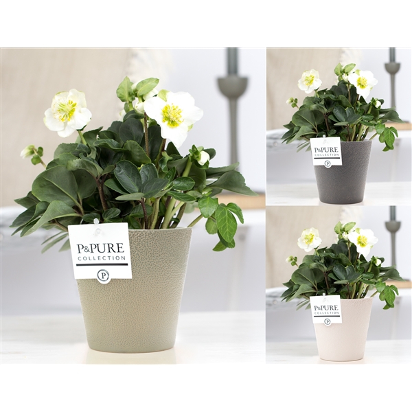 <h4>Helleborus n. Christmas Carol in Pure Ruby 3 ass. keramiek</h4>