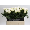 Paeonia Madame Claude Tain