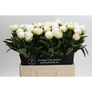 Paeonia Madame Claude Tain