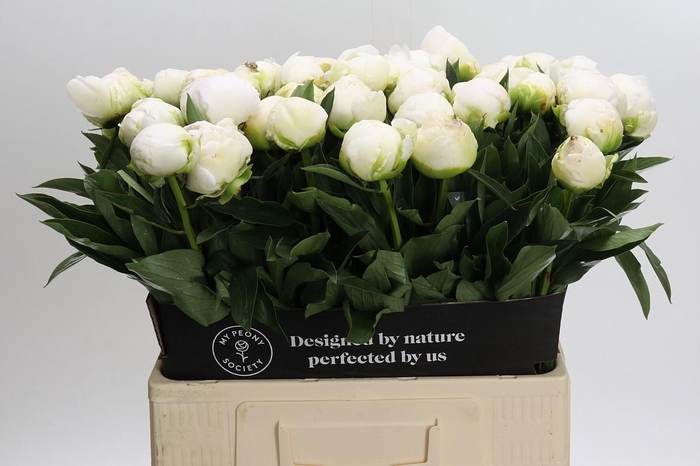 <h4>Paeonia Madame Claude Tain</h4>