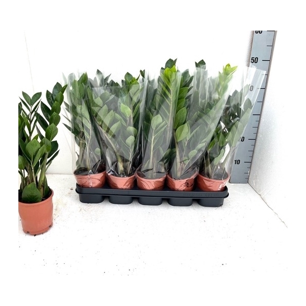 <h4>Zamio Zamiifolia 3+</h4>