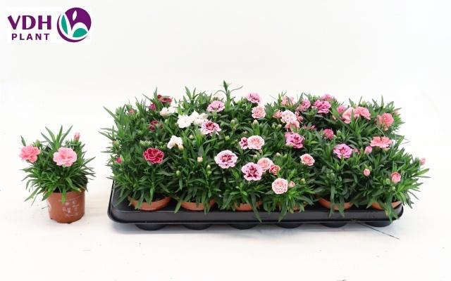 <h4>DIAN OSC GEM</h4>