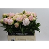 Paeonia Mothers Choice