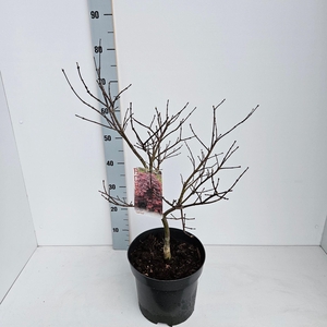 Acer palmatum Garnet