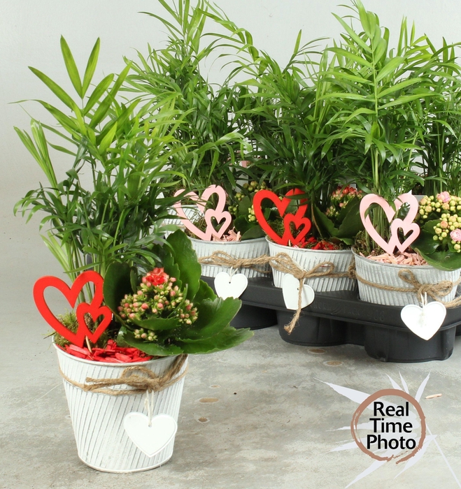 <h4>ARR KAMERPL</h4>