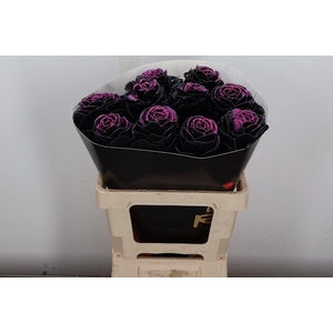 Brassica Wx (ex) Black Beauty