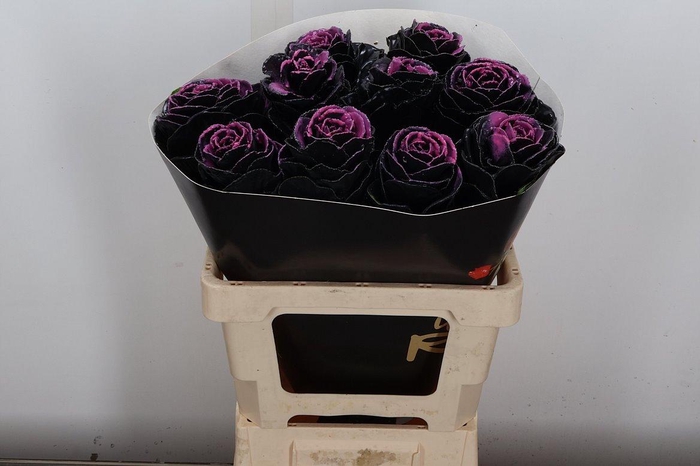 <h4>Brassica Wx (ex) Black Beauty</h4>