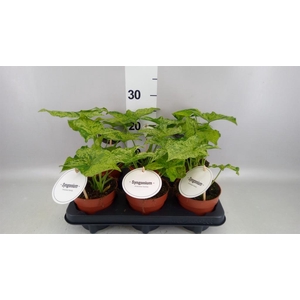 Syngonium   ...