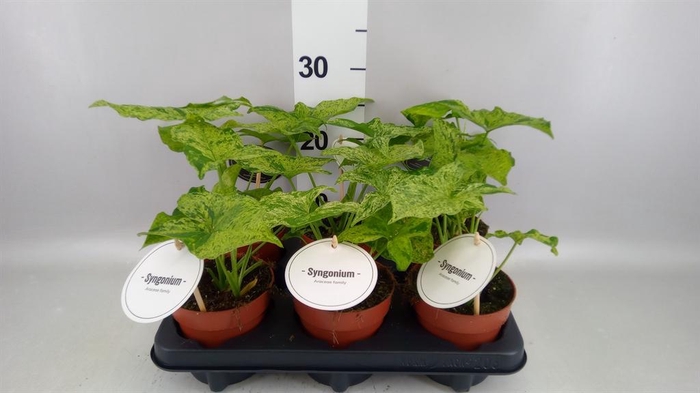 <h4>Syngonium   ...</h4>