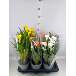 Zantedeschia   ...mix