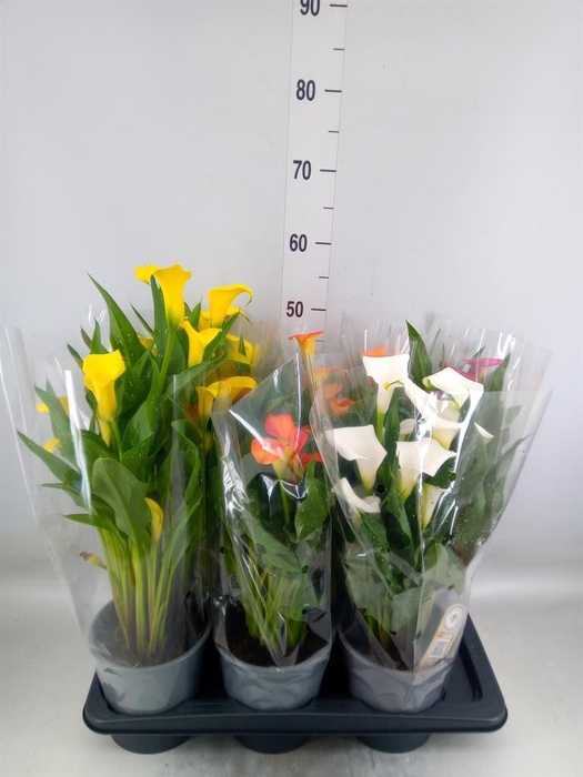 <h4>Zantedeschia   ...mix</h4>