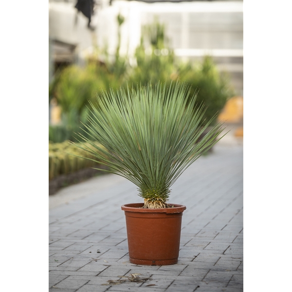 <h4>YUCCA ROSTRATA Ø 35 - TRUNK HEIGHT 20-30 CM</h4>