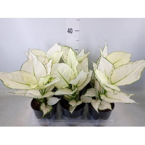 Aglaonema  'White Joy'