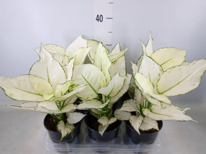 <h4>Aglaonema  'White Joy'</h4>