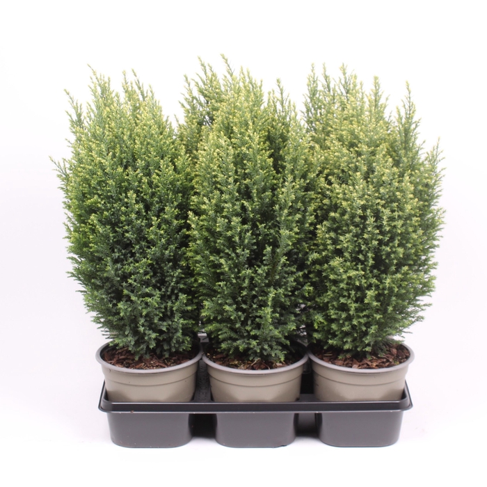 <h4>Chamaecyparis lawsoniana 'Snow White'</h4>