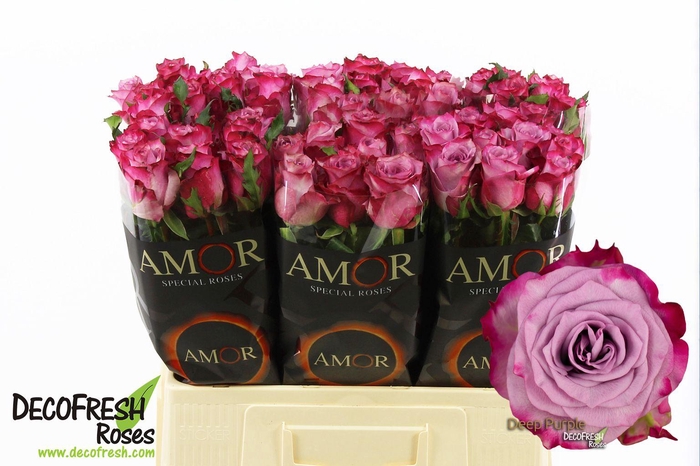 <h4>R Gr Deep Purple</h4>