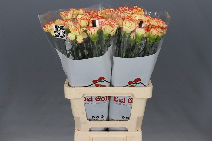 <h4>Dianthus St Rita</h4>