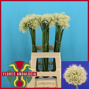 ALLIUM MOUNT EVEREST