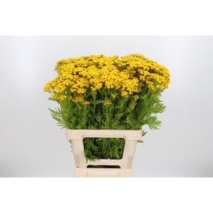 Tanacetum Pa Vulgare
