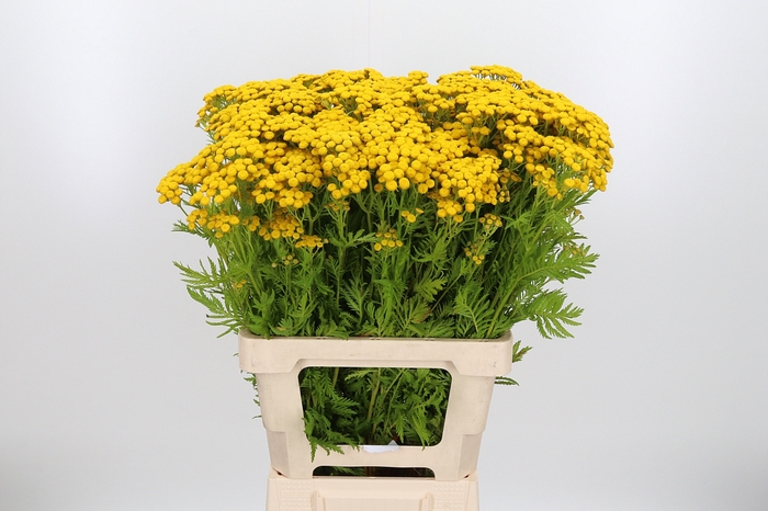<h4>Tanacetum Pa Vulgare</h4>