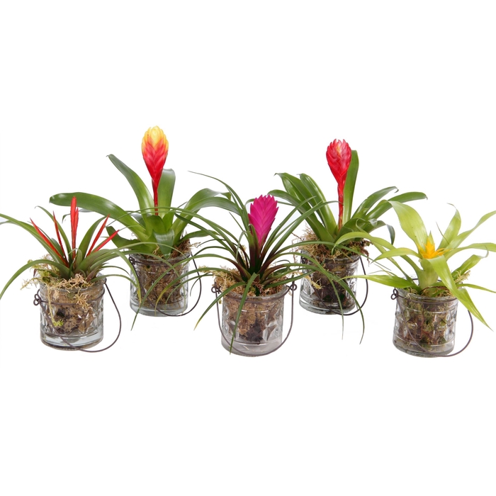 <h4>Bromelia</h4>