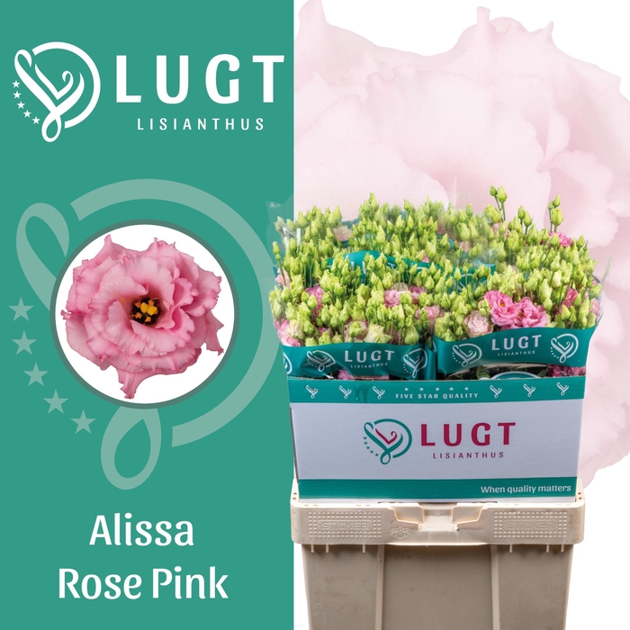 <h4>Lisianthus Alissa Rose Pink</h4>