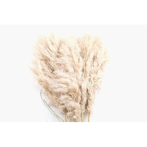 Cortaderia Natural Super