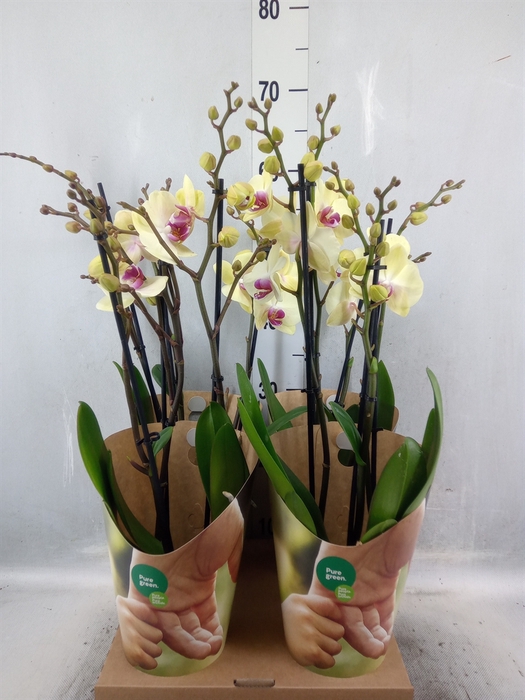 <h4>Phalaenopsis   ...yellow</h4>