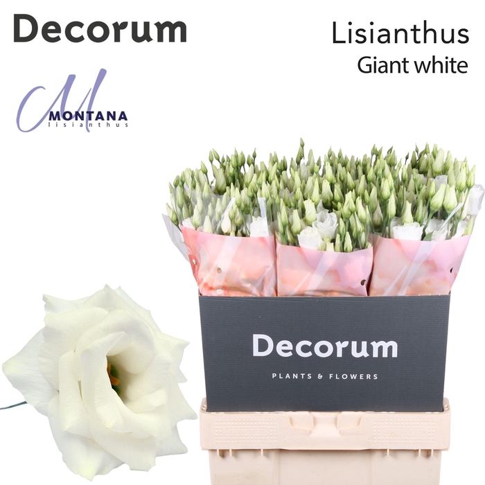 Lisianthus Giant white 70cm