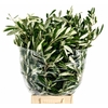 Olive Italia