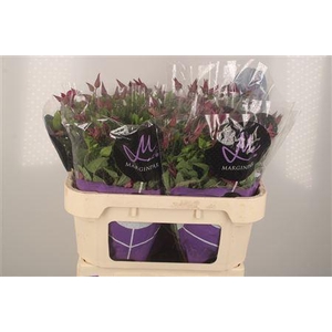 Clematis Amazing Kyiv Pink