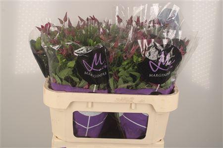 <h4>Clematis Amazing Kyiv Pink</h4>