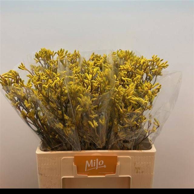 <h4>ANIGOZ YELLOW GEM</h4>