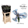 IRIS NAVY