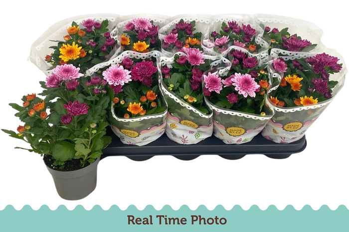 <h4>CHRYS GEM IN POT</h4>