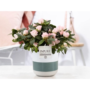 Rhodo Si Terra Nova Keramiek Lauren