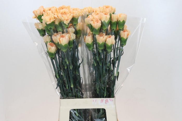 <h4>Dianthus St Crimea</h4>