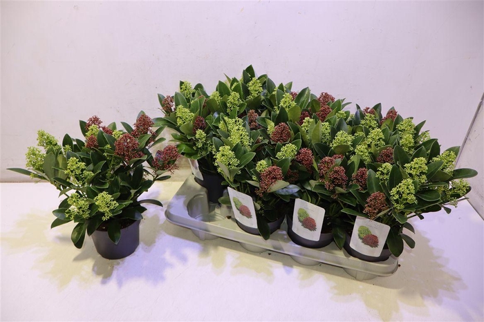 <h4>Skim Japonica</h4>