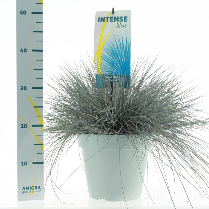<h4>Festuca glauca Intense Blue® P23</h4>