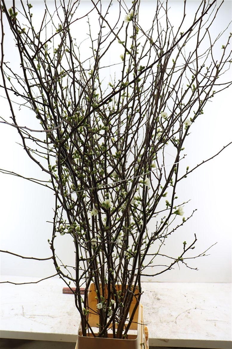 <h4>Chaenomeles Ivoor</h4>