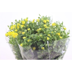 Ran. Butterfly Phytalos