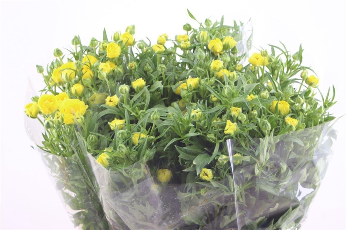 <h4>Ran Butterfly Phytalos 60cm</h4>