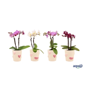 Hearts & Kisses Tiny Dolls Mix 2T10+ Aqu@