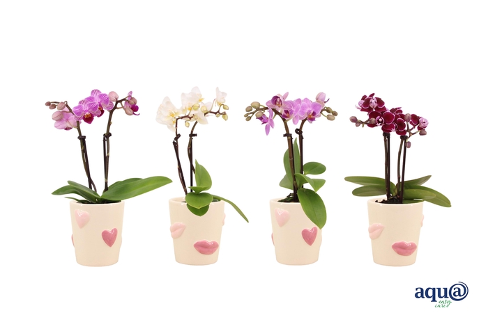 <h4>Hearts & Kisses Tiny Dolls Mix 2T10+ Aqu@</h4>