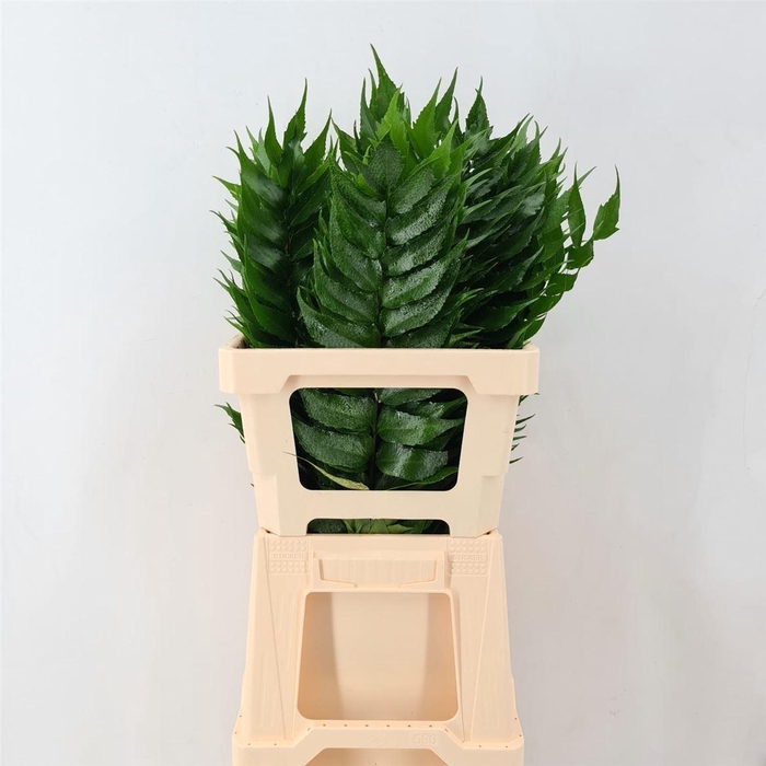 <h4>CYRTOMIUM FORTUNEI</h4>