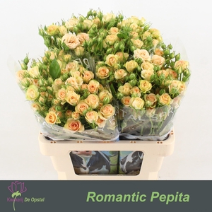 R tr Romantic Pepita