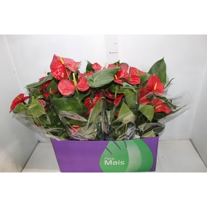 ANTHURIUM P15 VERMELHO