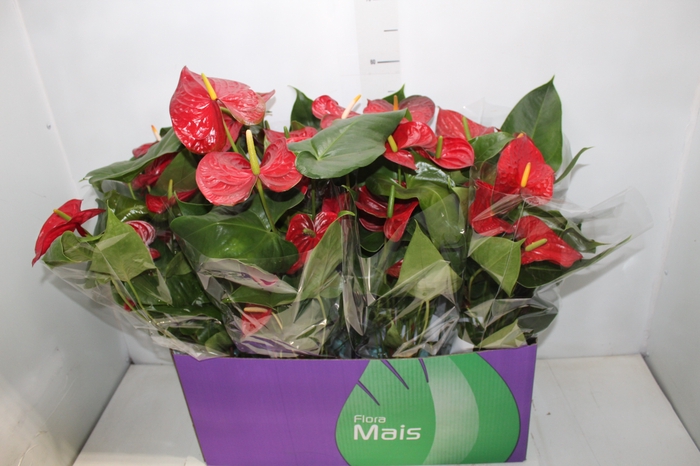 <h4>ANTHURIUM P15 VERMELHO</h4>